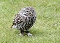 Little Owl Royalty Free Stock Photo