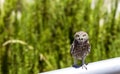 Little Owl Amazed Royalty Free Stock Photo