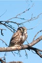 Little owl ( Athene noctua)