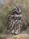 Little owl (Athene Noctua)