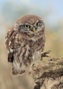 Little Owl (Athene Noctua)