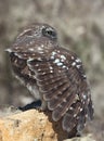 Little Owl (Athene Noctua)