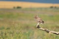 The Little Owl Athene noctua. Adult owl sits on a in the stick beautiful evening light