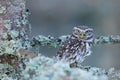 Little Owl, Athene noctua, in the autumn larch forest in central Europe, portrait of small bird in the nature habitat, Czech Repub Royalty Free Stock Photo