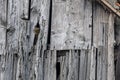 Little Owl (Athene noctua) in a barn looking out