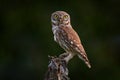 Little Owl, Athene noctua, bird in old roof tile ruin. Urban wildlife with bird with yellow eyes, Bulgaria. Wildlife scene from