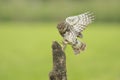 Little owl, Athene noctua, bird of prey in flight Royalty Free Stock Photo