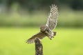 Little owl, Athene noctua, bird of prey in flight Royalty Free Stock Photo