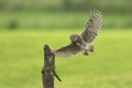 Little owl, Athene noctua, bird of prey in flight Royalty Free Stock Photo