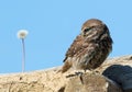 Little owl, Athene noctua. A bird stands on a beam of an old ruined house and looks at a dandelion that grows nearby Royalty Free Stock Photo