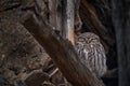 Little Owl, Athene noctua, bird in wall ruin. Urban wildlife with bird with yellow eyes, Hungary. Wildlife scene from nature.