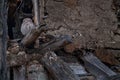 Little Owl, Athene noctua, bird in wall ruin. Urban wildlife with bird with yellow eyes, Hungary. Wildlife scene from nature.