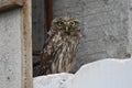 Little Owl Athene noctua Royalty Free Stock Photo