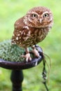Little Owl Athene noctua