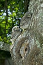 LITTLE OWL athene noctua, CHIK AT NEST ENTRANCE, NORMANDY IN FRANCE Royalty Free Stock Photo