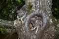 LITTLE OWL athene noctua, CHIK AT NEST ENTRANCE, NORMANDY IN FRANCE Royalty Free Stock Photo