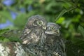 LITTLE OWL athene noctua, CHIK STANDING ON BRANCH NEAR NEST, NORMANDY IN FRANCE Royalty Free Stock Photo