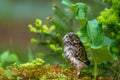 The little owl Athene noctua, cute owl cub Royalty Free Stock Photo