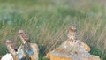 Little owl Athene noctua, in the habitat