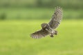 Little owl, Athene noctua, hunting in flight spread wings Royalty Free Stock Photo