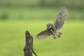 Little owl, Athene noctua, hunting in flight spread wings Royalty Free Stock Photo