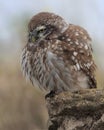 Little Owl (Athene Noctua) inflated