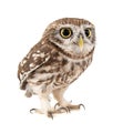 Little Owl, Athene noctua, isolated on white background