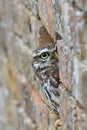 Little Owl Athene noctua looking out from a hole in a brick wall. Royalty Free Stock Photo