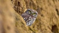 Little owl (Athene noctua) in natural habitat Royalty Free Stock Photo