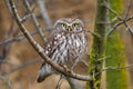 Little owl (Athene noctua) in natural habitat Royalty Free Stock Photo