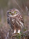 Little owl (Athene noctua) in natural habitat Royalty Free Stock Photo