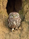 Little owl (Athene noctua) in natural habitat Royalty Free Stock Photo