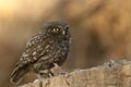 The little owl, nocturnal birds of prey, Athene noctua, perched on a branch with a mouse recently hunted Royalty Free Stock Photo