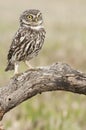 The little owl, nocturnal raptors, Athene noctua, perched on a log where the mouse hunts and small insects Royalty Free Stock Photo