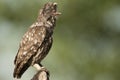 The little owl, nocturnal raptors, Athene noctua, perched on a log where the mouse hunts and small insects Royalty Free Stock Photo