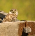 Little Owl on a wooden carriage Royalty Free Stock Photo