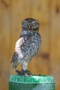 Little Owl - Athene noctua portrait of a little owl
