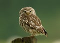 Little Owl (Athene noctua)