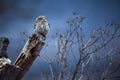 Little owl Athene noctua sittin on the ruins of the house in Bulgaria.