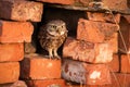Little owl sitting in a hole inside brick wall and holding a worm in the beak. Royalty Free Stock Photo