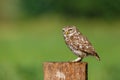 Little owl sitting in the meadows in the Netherlands