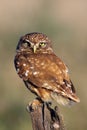 The little owl Athene noctua sitting on old branch with green and yellow background in the evening