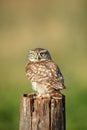 The little owl Athene noctua sitting at stake with green background. Little European owl with yellow eyes and dotted feathers