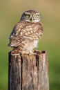 The little owl Athene noctua sitting on the stump with a green background.Little owl with yellow eyes on a green background