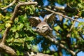 Little Owl (Athene noctua) taking off, taken in the UK Royalty Free Stock Photo