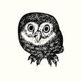 Little owl Athene noctua top view, hand drawn doodle, drawing sketch in gravure style