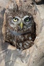 Little Owl (Athene Noctua)