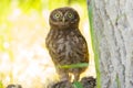 Little Owl, Athene noctua. A young bird recently left the nest. A chick stands near a tree, stretched out to appear larger