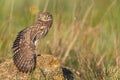 The Little Owl Athene noctua, a young owl sits on a rock with its wing open
