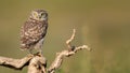 The Little Owl Athene noctua, a young owl sits on a stick in a beautiful light